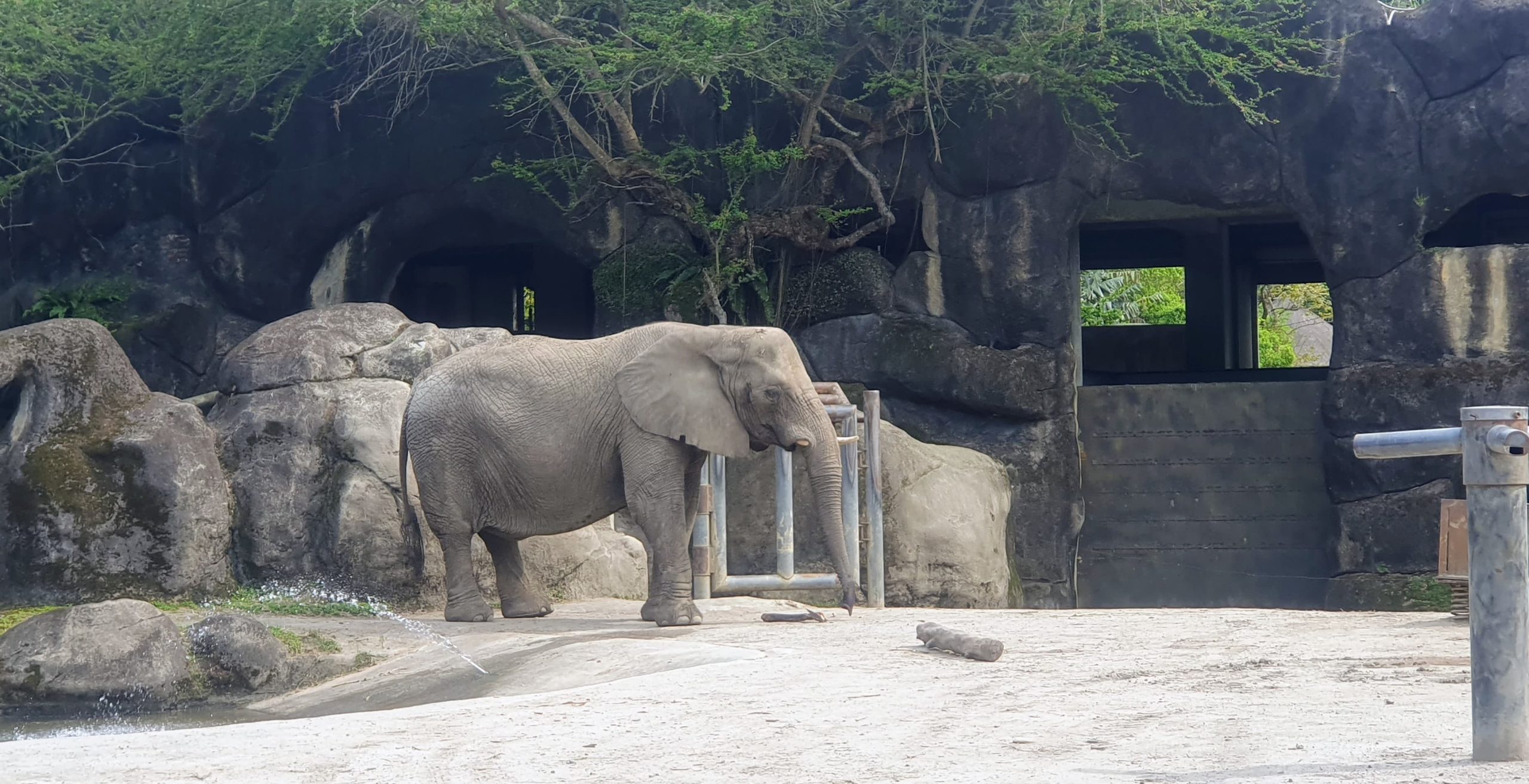 elephant at the taipei zoo