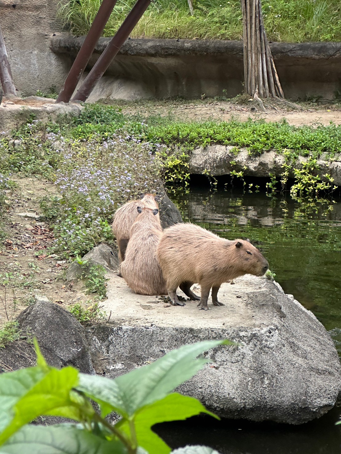 taipei zoo capybara