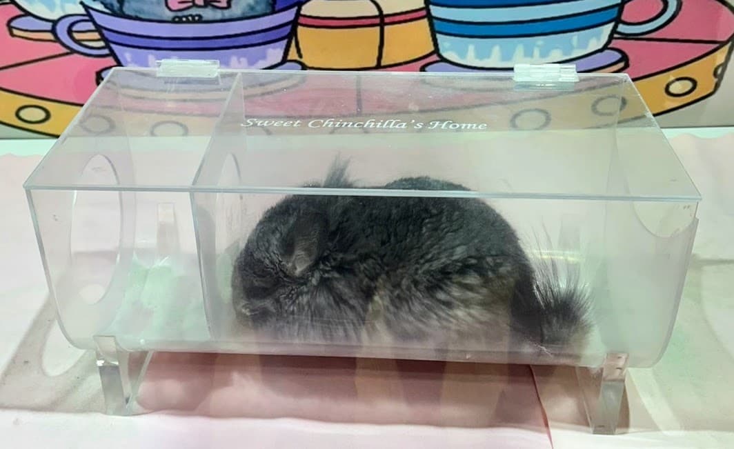 taipei chinchilla cafe dust bath